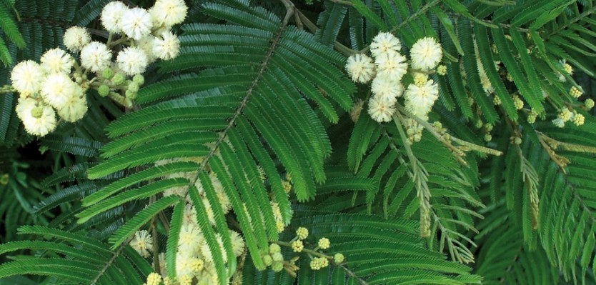 Acacia Negra - Vista 2